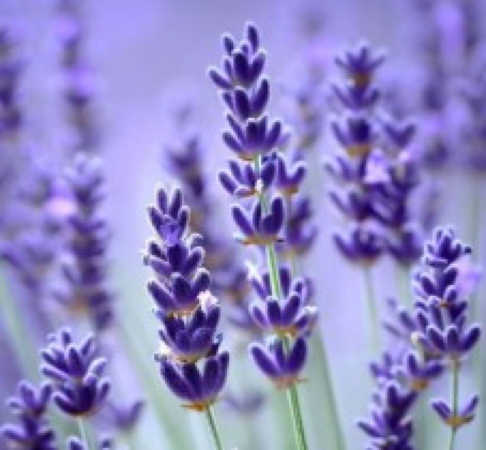 Lavender World